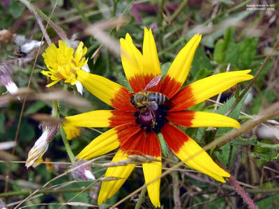 Bulgarian wildlife